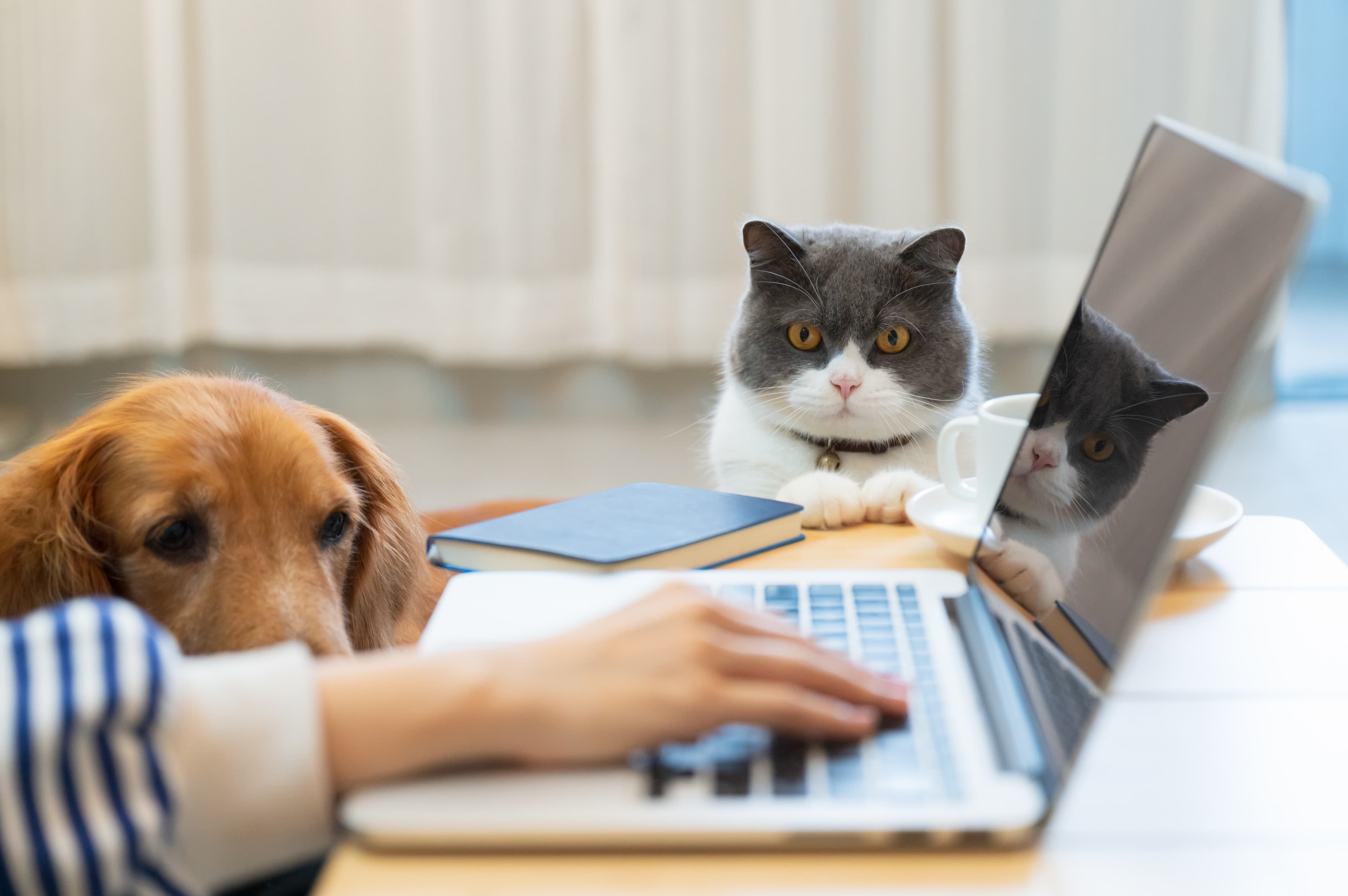 Pet health